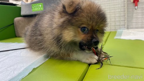 成約済の兵庫県のポメチワ:ポメラニアン×チワワ-323686の9枚目